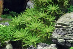 Sternkraut, Pogostemon helferi, im Topf