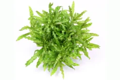 Sternkraut, Pogostemon helferi, im Topf