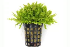 Sternkraut, Pogostemon helferi, im Topf