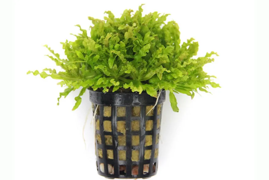 Sternkraut, Pogostemon helferi, im Topf