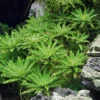 Sternkraut, Pogostemon helferi, In Vitro
