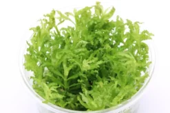 Sternkraut, Pogostemon helferi, In Vitro
