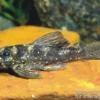 Stern-Pleco, L005, Peckoltia angelicus