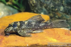 Stern-Pleco, L005, Peckoltia angelicus