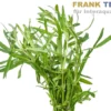 Sternrotala, Eusteralis stellata/Pogostemon stellata, im Topf