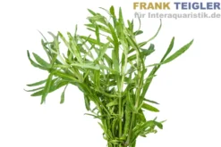 Sternrotala, Eusteralis stellata/Pogostemon stellata, im Topf