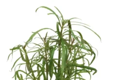 Sternrotala, Eusteralis stellata/Pogostemon stellata, im Topf