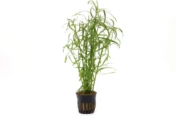 Sternrotala, Eusteralis stellata/Pogostemon stellata, im Topf