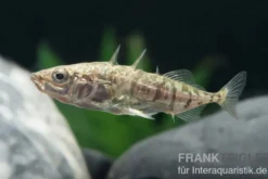 Stichling, Gasterosteus aculeatus, 4-6 cm (Kaltwasser), DNZ
