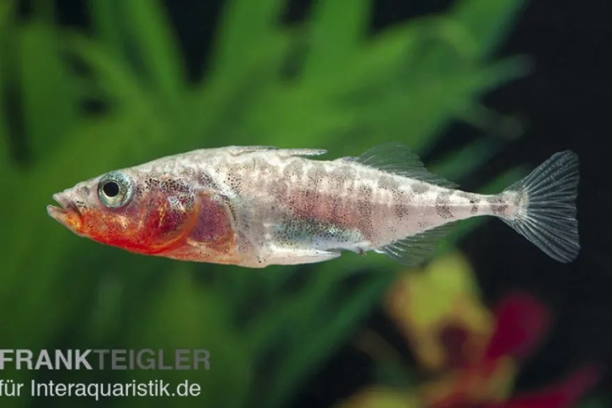 Stichling, Gasterosteus aculeatus, 4-6 cm (Kaltwasser), DNZ