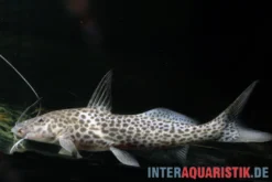 Stierkopf-Antennenwels, Aguarunichthys torosus