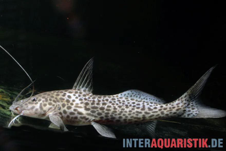Stierkopf-Antennenwels, Aguarunichthys torosus