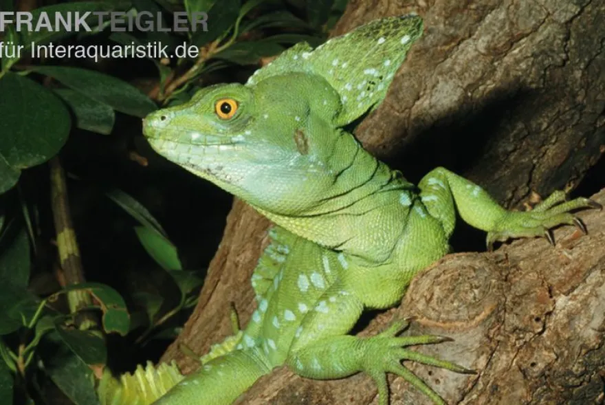 Stirnlappenbasilisk, Basiliscus plumifrons, gemischt
