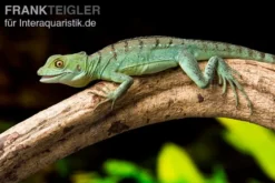 Stirnlappenbasilisk, Basiliscus plumifrons, gemischt
