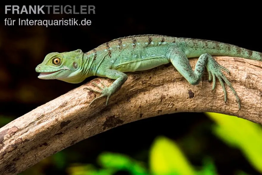 Stirnlappenbasilisk, Basiliscus plumifrons, gemischt