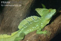 Stirnlappenbasilisk, Basiliscus plumifrons, gemischt