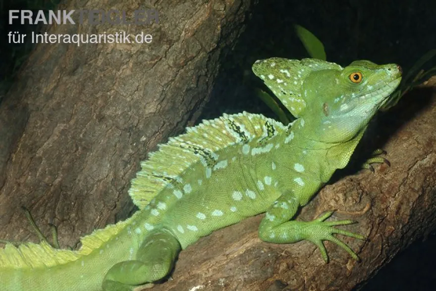 Stirnlappenbasilisk, Basiliscus plumifrons, gemischt
