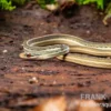 Östliche Bändernatter, Thamnophis sauritus