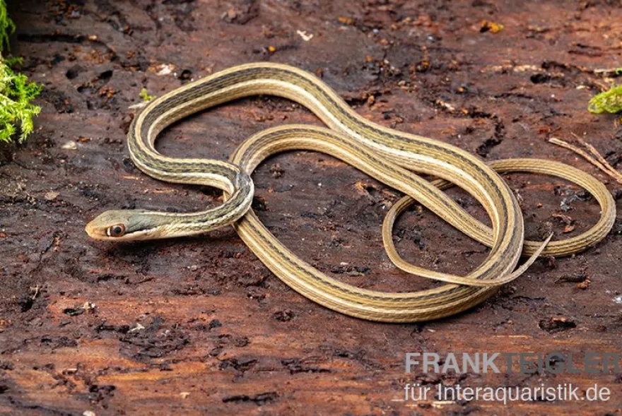 Östliche Bändernatter, Thamnophis sauritus