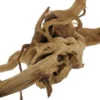 Stoffels Spiderwood mittel, ca. 25-40 cm