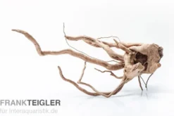 Stoffels Spiderwood mittel, ca. 25-40 cm
