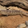 Stokes-Dornschwanzskink, Egernia stokesii