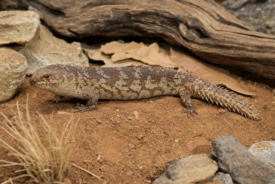 Stokes-Dornschwanzskink, Egernia stokesii