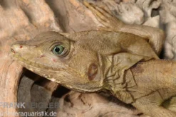 Streifenbasilisk, Basiliscus vittatus, Ohne Geschlechtsauswahl