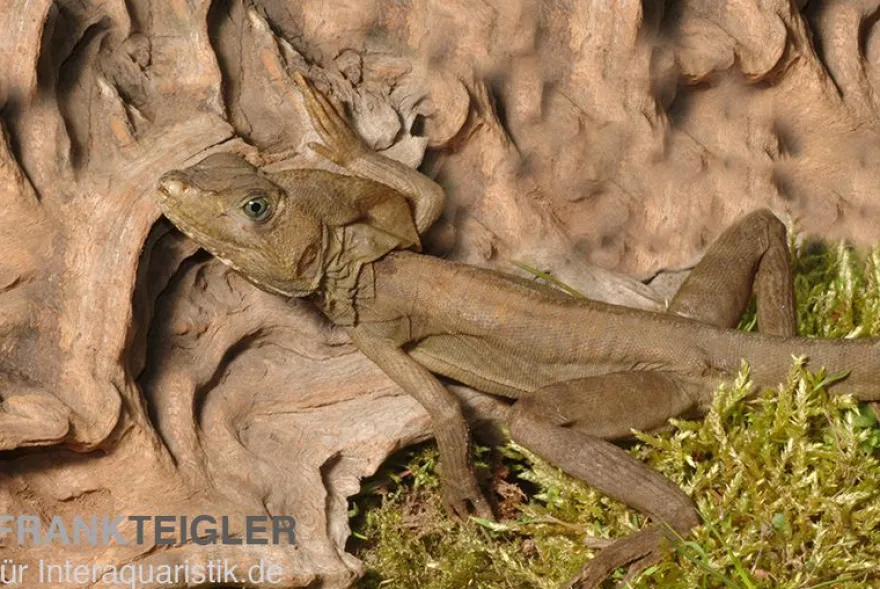 Streifenbasilisk, Basiliscus vittatus, Ohne Geschlechtsauswahl