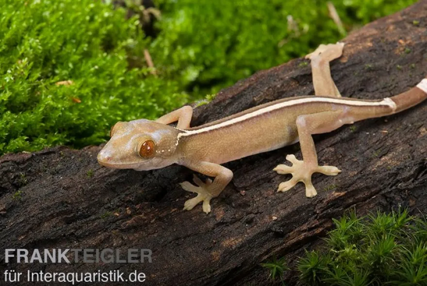 Streifengecko, Gekko vittatus