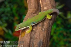 Streifengecko, Phelsuma lineata