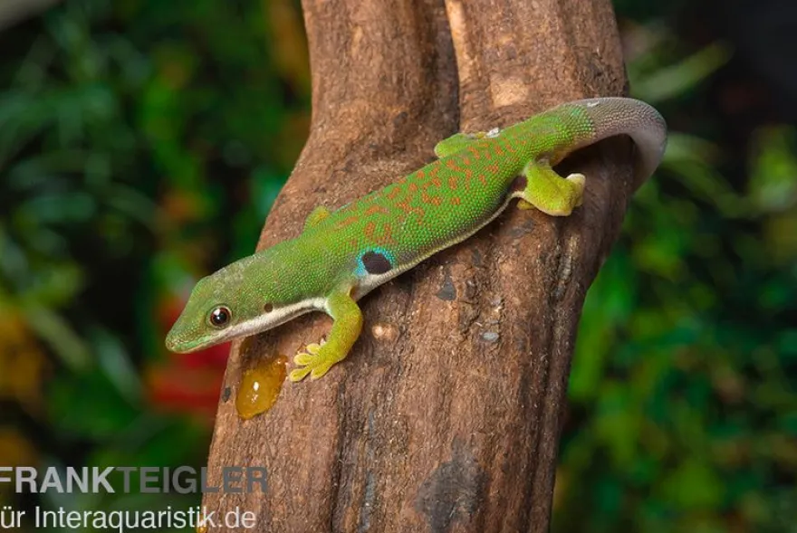 Streifengecko, Phelsuma lineata