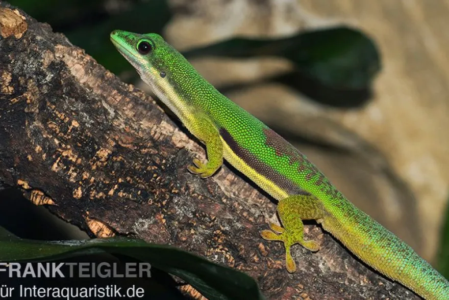 Streifengecko, Phelsuma lineata