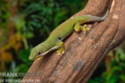 Streifengecko, Phelsuma lineata