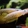 Streifenhechtling, Aplocheilus lineatus