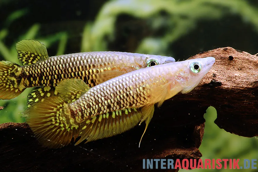 Streifenhechtling, Aplocheilus lineatus