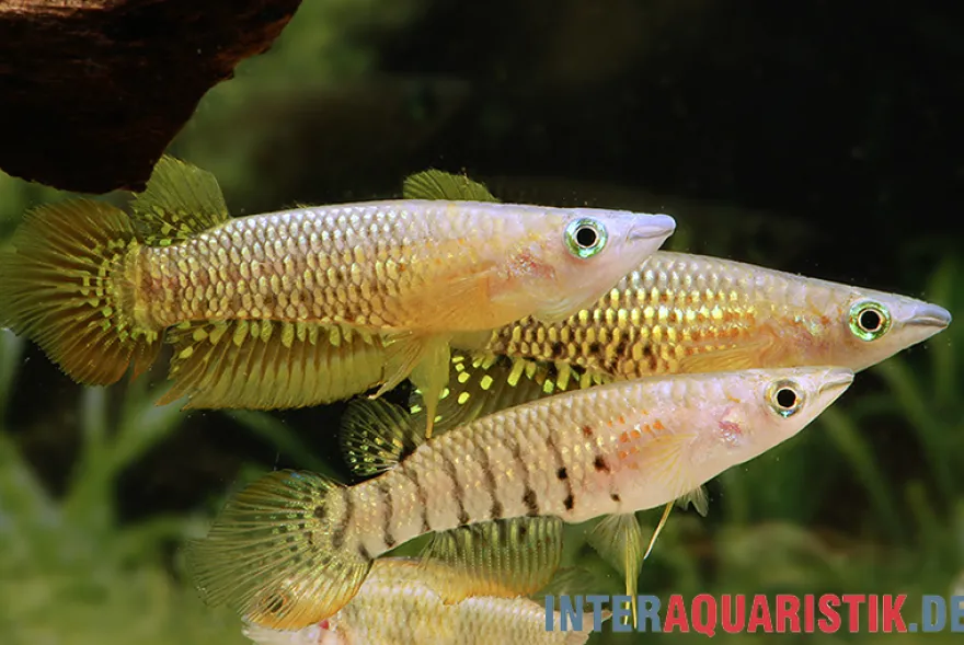 Streifenhechtling, Aplocheilus lineatus