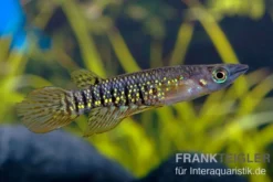 Streifenhechtling, Aplocheilus lineatus