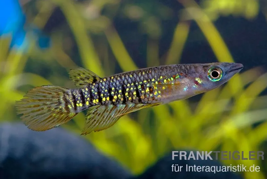 Streifenhechtling, Aplocheilus lineatus