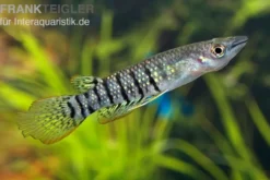 Streifenhechtling, Aplocheilus lineatus