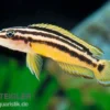 Streifen-Schlankcichlide, Julidochromis ornatus YELLOW, DNZ