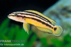 Streifen-Schlankcichlide, Julidochromis ornatus YELLOW, DNZ