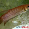 Strohi Kampffisch, Betta strohi