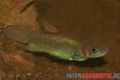 Strohi Kampffisch, Betta strohi