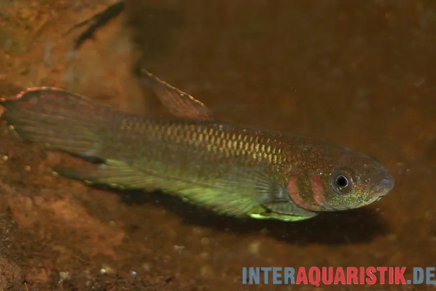 Strohi Kampffisch, Betta strohi