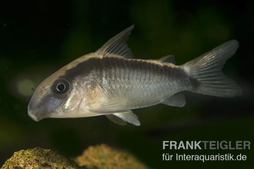 Stromlinien-Panzerwels, Corydoras arcuatus