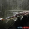 Störspatelwels, Platystomatichthys sturio