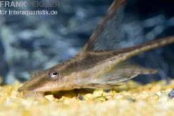 Störwels, Sturisoma aureum, 8-10 cm (Goldbartwels)