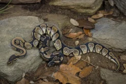 Sugar-Königspython, Python regius