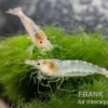 Sulawesi Inlandsgarnele, Caridina pareparensis (Malawa-Garnele)